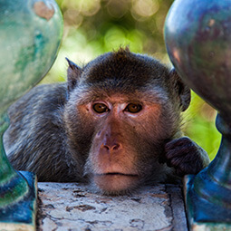 monkey decor temple thailand zoom real UGC travel content photography